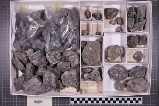 mixed taxa, stratigraphic collection