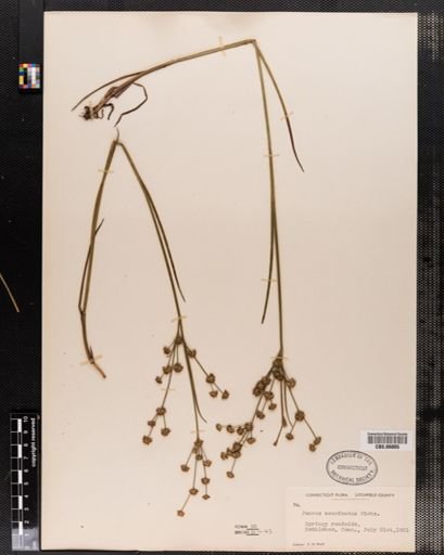 Juncus