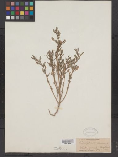 Chenopodium glaucum