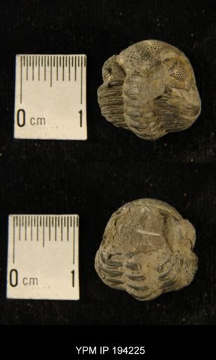 Phacops rana