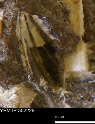 undet. Mollusca
