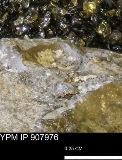 undet. Mollusca