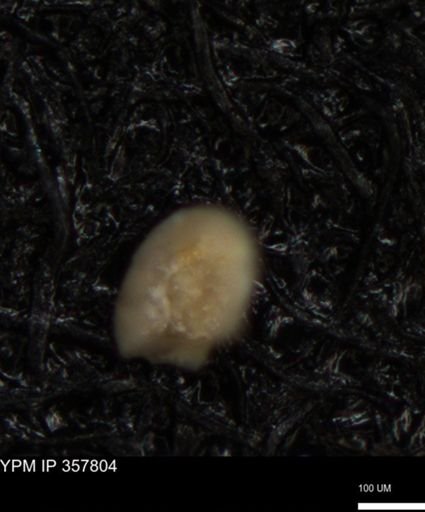 undet. Foraminiferida
