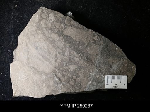 lithologic sample