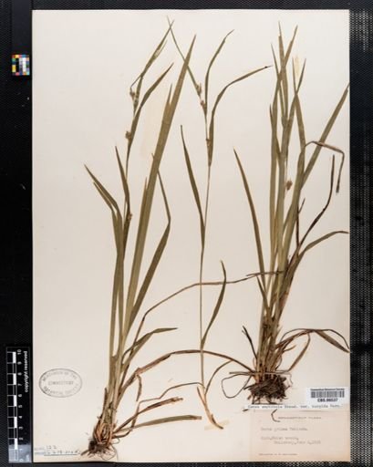 Carex amphibola