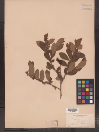 Lyonia ligustrina