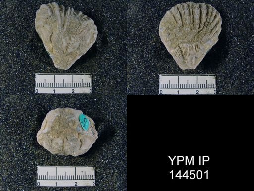 Streptorhynchus (Kiangsiella) pectiniformis