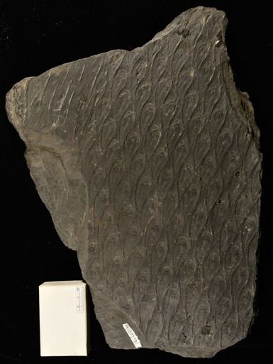 Lepidodendron sp.