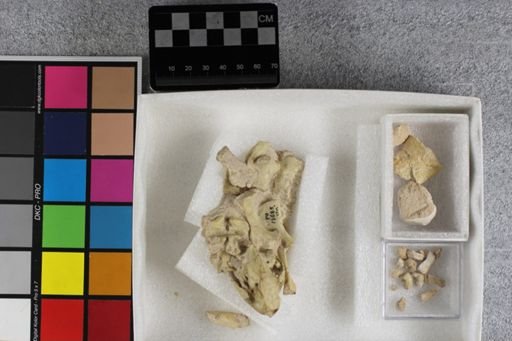 Stylemys nebrascensis