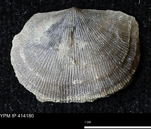 Devonochonetes mucronatus?