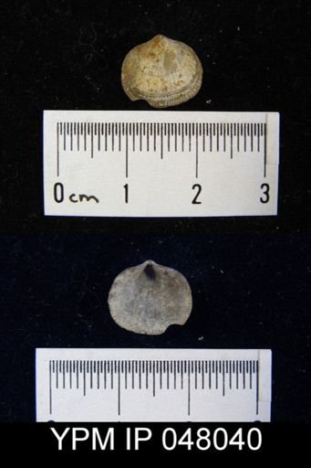Mendacella cliftonensis