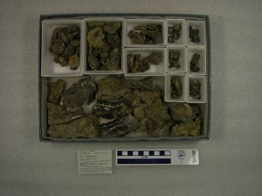 Phenacodus sp.