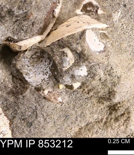 Limopsis striatopunctatus