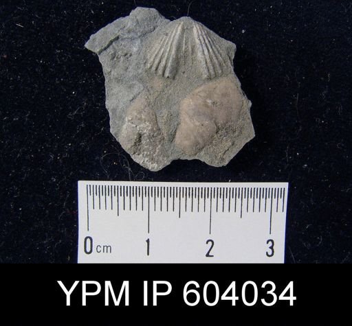 Platystrophia biforata