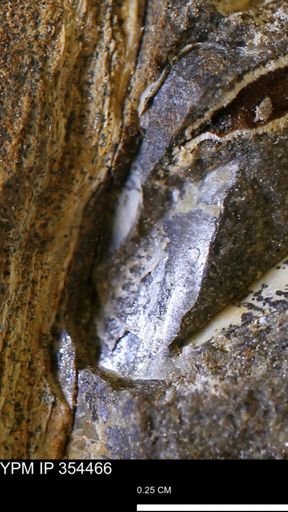 undet. Mollusca