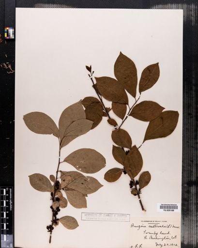 Lindera benzoin