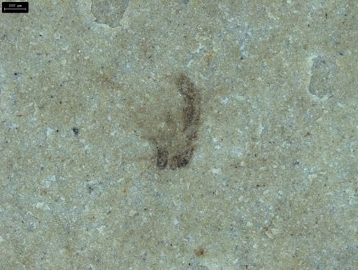 undet. Diptera