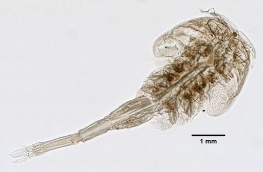 Trebius