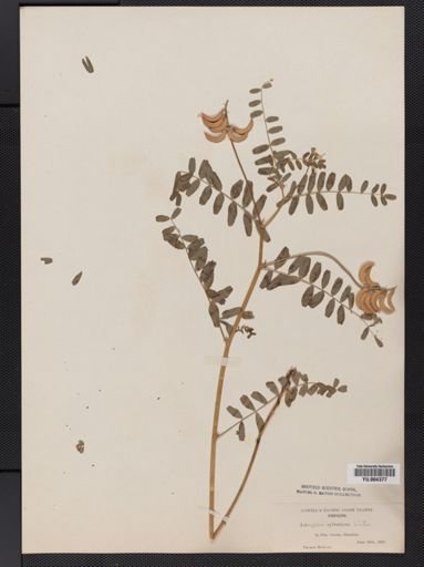 Astragalus sylvaticus