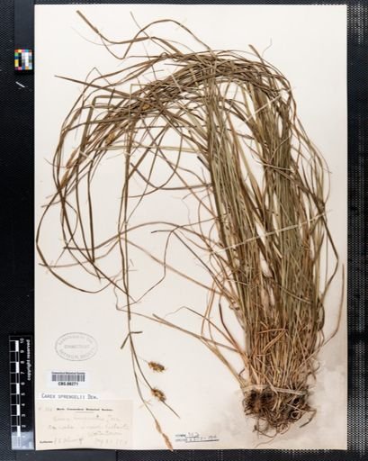 Carex sprengelii