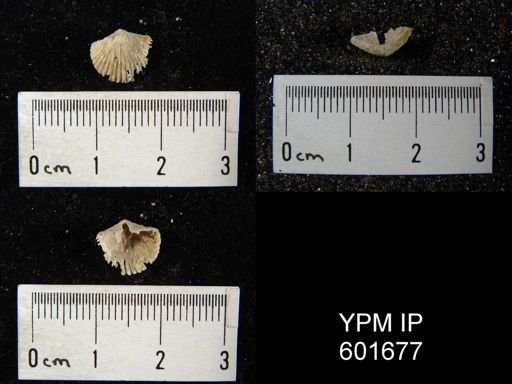 Hesperorthis sp.