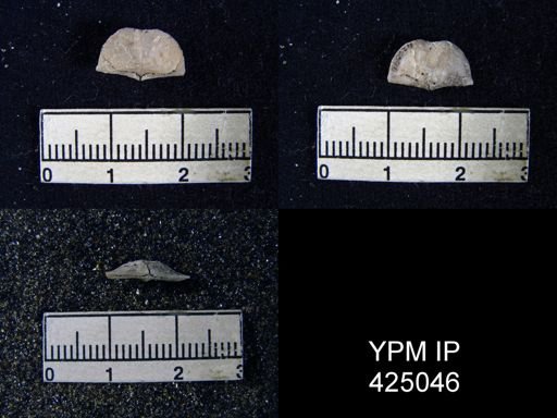 Chonetina flemingi var. plebeia