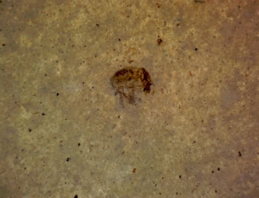 undet. Coleoptera