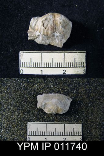 Marginifera wordensis