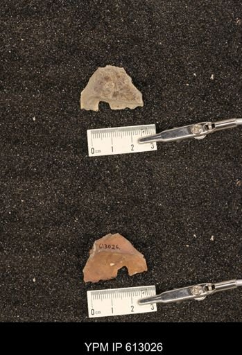 Clioscaphites vermiformis