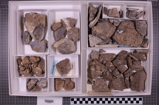 mixed taxa, stratigraphic collection