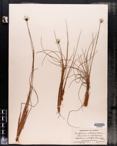 Eriophorum