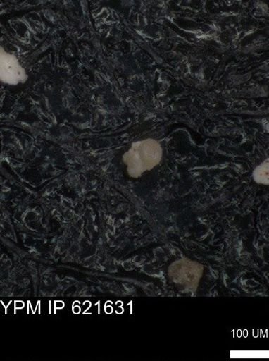 undet. Foraminiferida