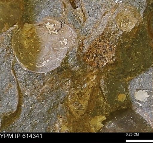 Limopsis striatopunctatus