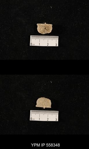 Costispinifera sp.