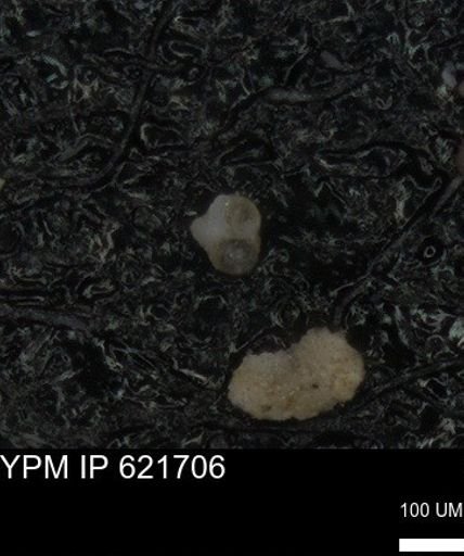 undet. Foraminiferida