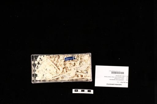 Lepisosteus platostomus