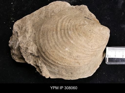 Inoceramus sp.