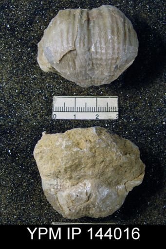 Dictyoclostus indicus
