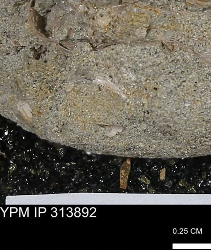 undet. Scaphopoda