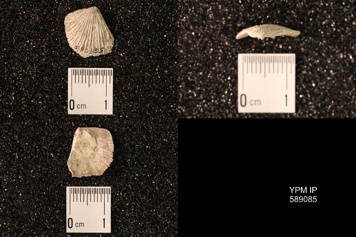 Dinorthis subquadrata