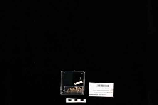 Lepidophyma flavimaculatum
