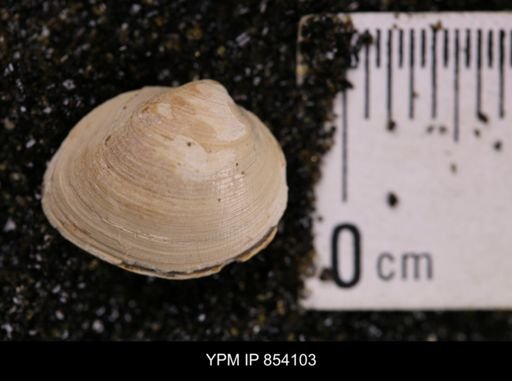 Limopsis striatopunctatus