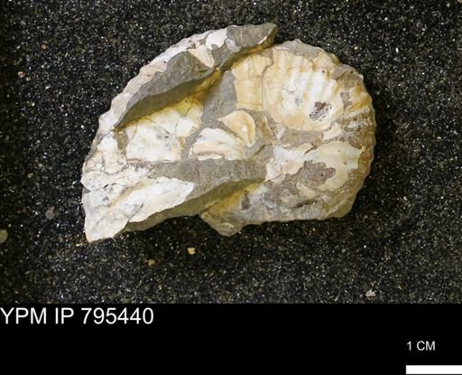 Discoscaphites