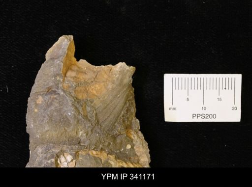 Inoceramus sp.