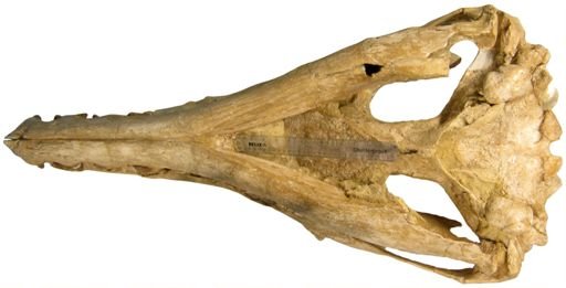 Basilosaurus