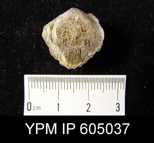 undet. Rhynchonellida