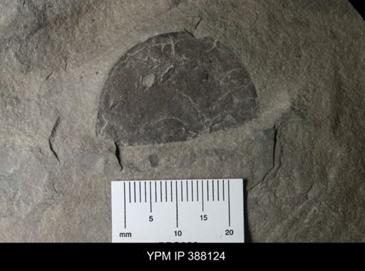 Erieopterus microphthalmus