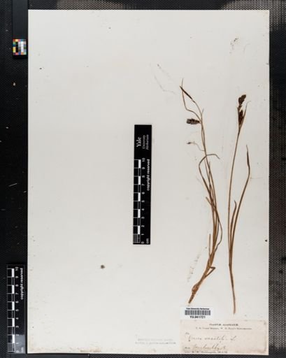 Plantae