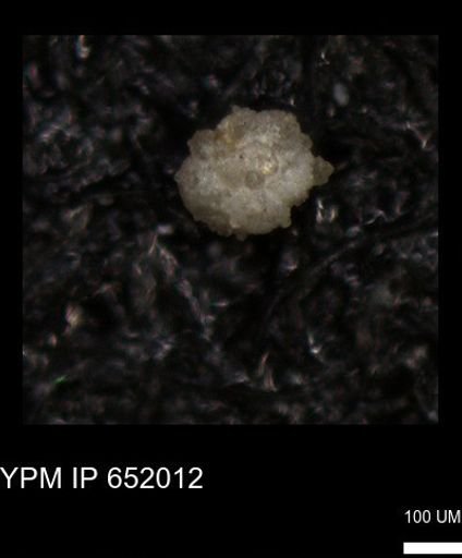 undet. Foraminiferida