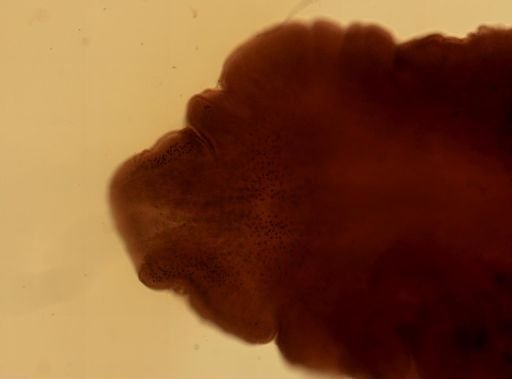 Cestoplanella microps